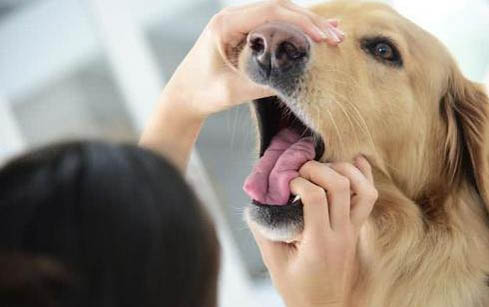 狗狗能不能吃草莓