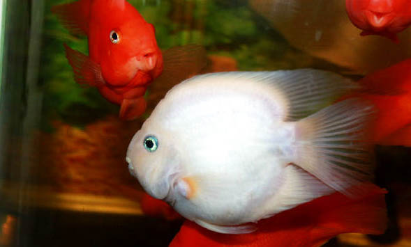 請問我的六角龍魚是否會被淹死？