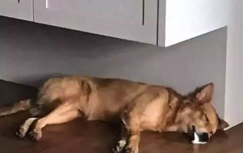 狗狗能吃腸炎寧顆粒嗎