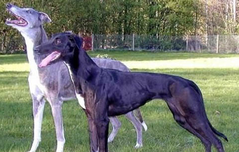 靈緹為什么很少人養(yǎng)