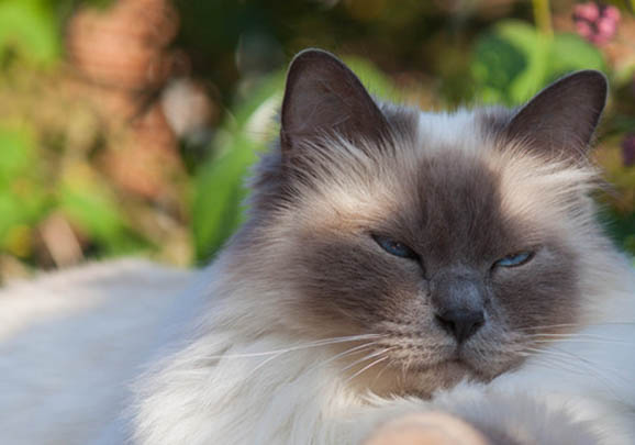 伯曼貓連續(xù)打噴嚏怎么回事