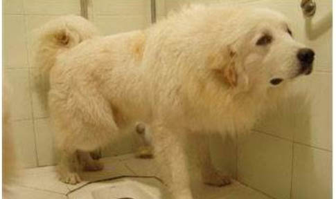 有狗狗偽狂犬病毒疫苗嗎