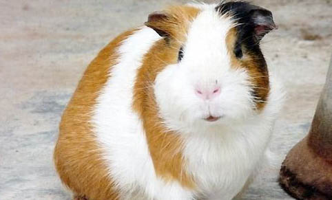 荷蘭豬尿血的原因及處理方法