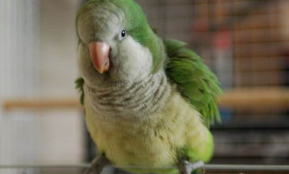 常見顏色玄鳳鸚鵡價(jià)格表