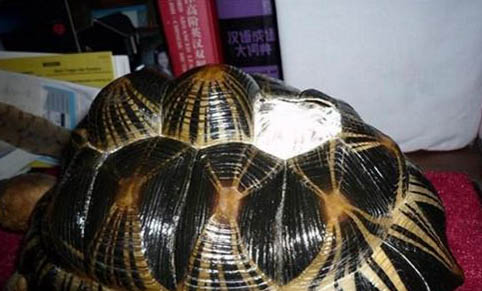 豹紋陸龜怎么分公母