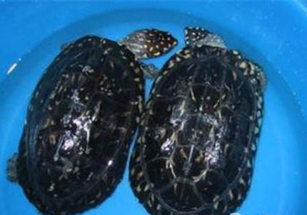 挑選水龜的方法及注意事項