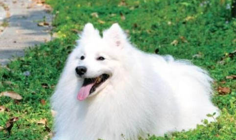 銀狐犬嘔吐白沫的原因及處理方法