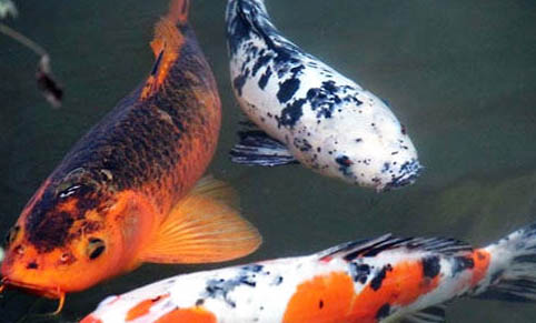 田螺放魚缸注意事項