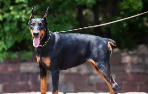 杜賓犬的優缺點
