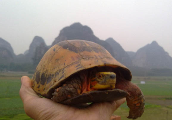 黃額閉殼龜價格，黃額閉殼龜多少錢