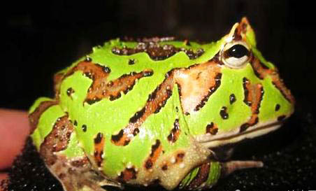 秘魯角蛙多久成體