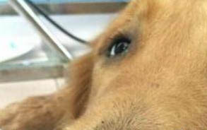 哪里有高加索幼犬出售