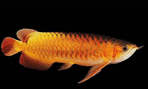 金龍魚的養殖方法