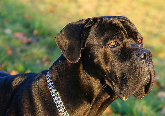 卡斯羅犬什么情況會(huì)打架