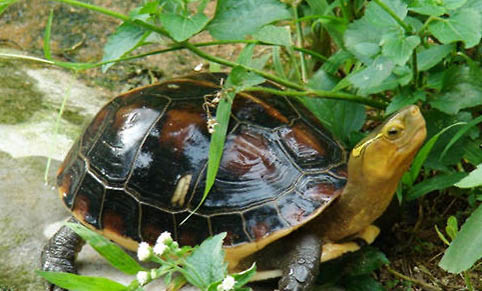 黃緣盒龜飼養方法
