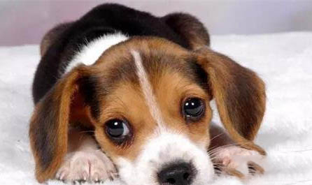 細小治好狗也廢了