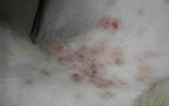 狗的后腳有六個腳趾