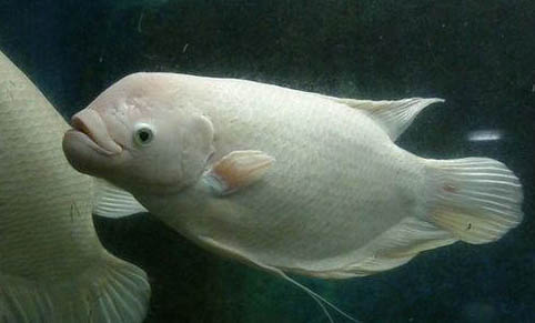 自來水曬多久可以養魚啊