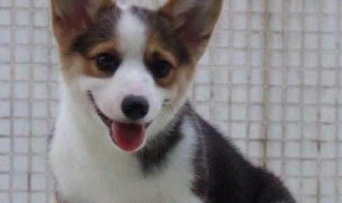 純種柯基犬多少錢一只純種柯基犬2000～8500元一只