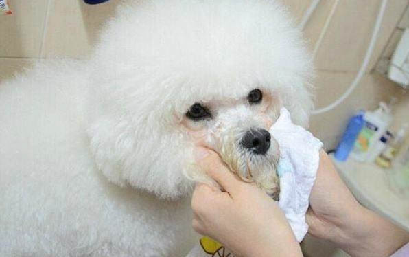 泰迪犬肚子響的原因及處理方法