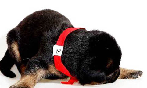 冰島牧羊犬多動癥