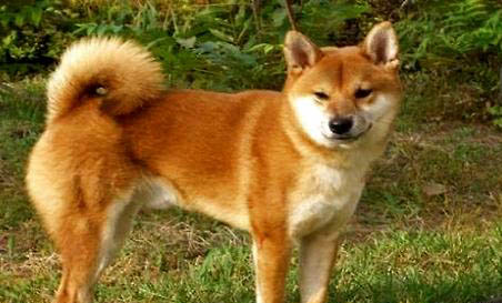中華田園犬眼屎的原因及處理方法