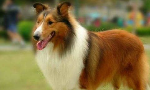 喜樂蒂牧羊犬手術(shù)傷口多久恢復(fù)