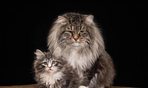 Husky西伯利亞雪橇犬（哈士奇）小知識