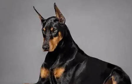 羅威納和杜賓哪個厲害