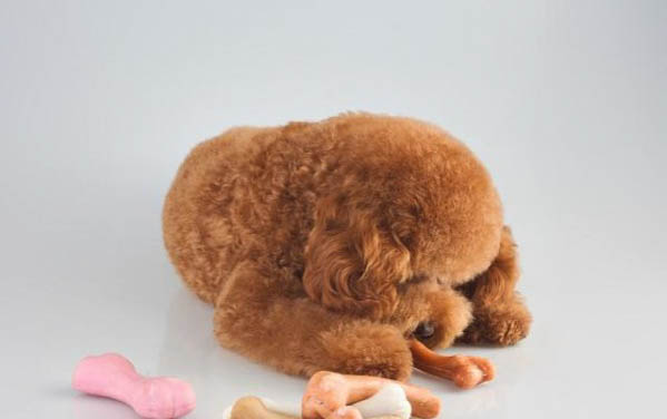 灰色泰迪幼犬多少錢一只