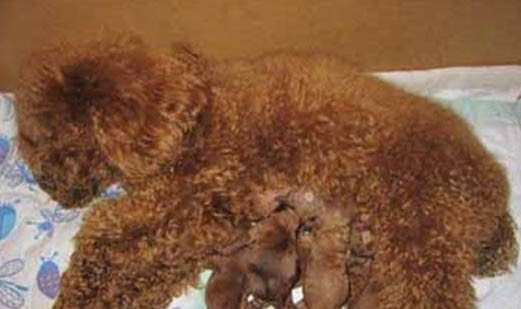 母犬絕育多久恢復