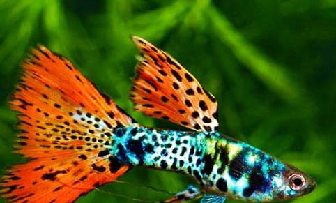 冬天養(yǎng)孔雀魚的技巧