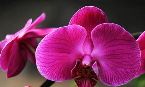 蝴蝶鯉趴缸怎么養(yǎng)