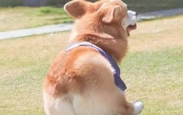 小狗吃肉拉稀怎么辦？