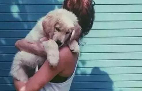 狗狗得了犬瘟能自愈嗎
