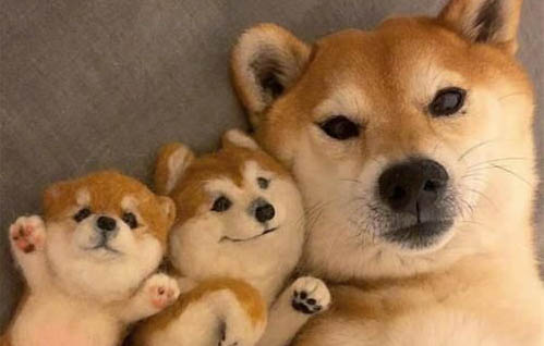 狗拉肚子怎么治療？