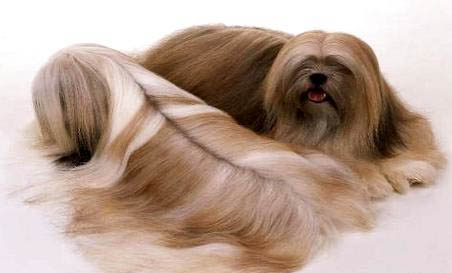 拉薩犬坐著后腿往外撇