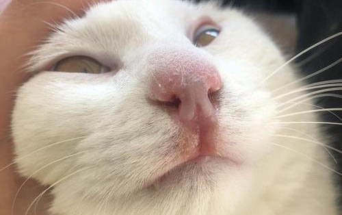 貓咪夏天不愛吃東西是正常的嗎