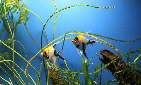 養什么能清理魚缸糞便