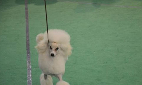 如何確診狗狗是否犬窩咳?