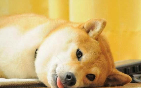 狗狗嘔吐有哪些種類