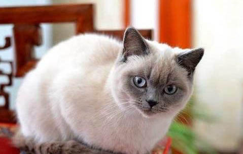 短毛臘腸犬多少錢一只