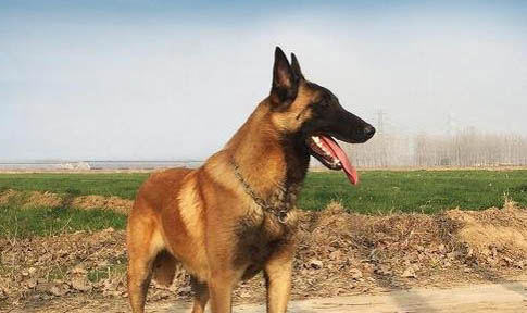 那里有馬犬出售