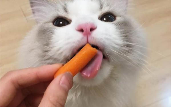 請問貓咪嘔吐的原因及處理方法?