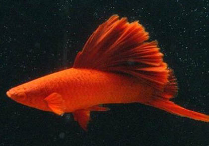 紅色金魚身上長黑斑是什