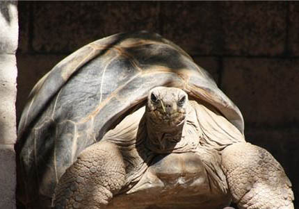 安哥洛卡象龜要辦標識卡