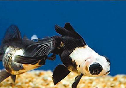 熊貓熱帶魚好養嗎