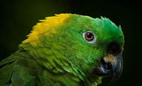 鸚鵡不能吃什么食物