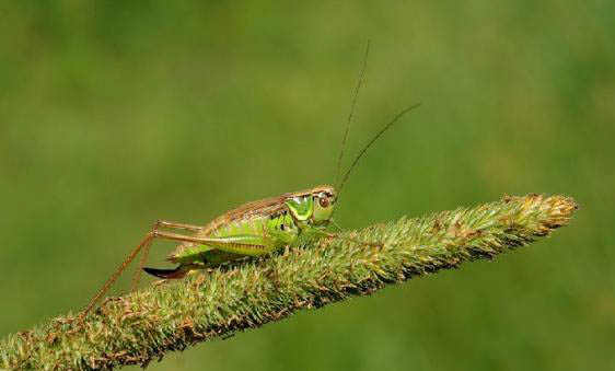 蛐蛐和蟋蟀是一樣的嗎