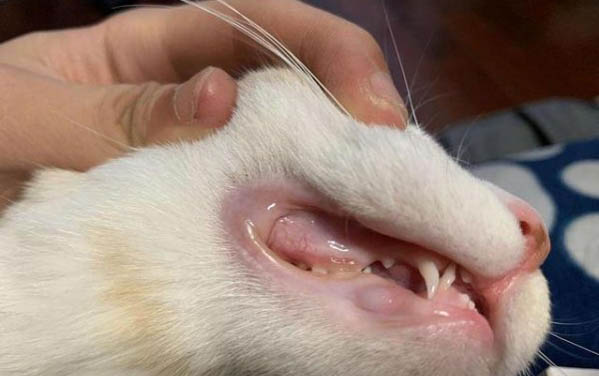 小貓要多久會走路